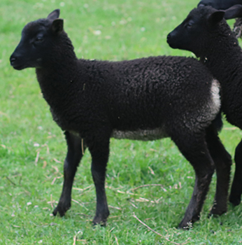 lamb26